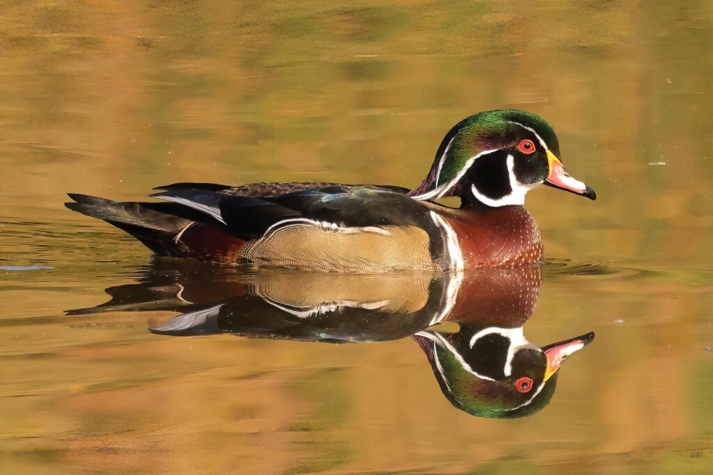 Wood Duck