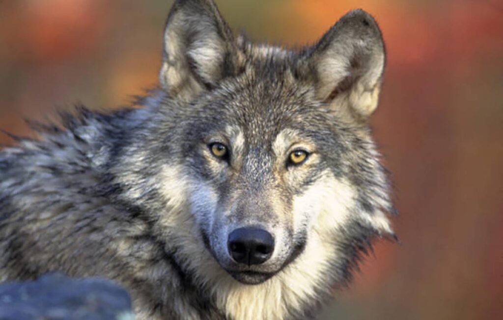 Gray Wolf